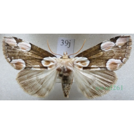 Thyatira batis (Linnaeus, 1758) Plamówka malinówka Czech39j